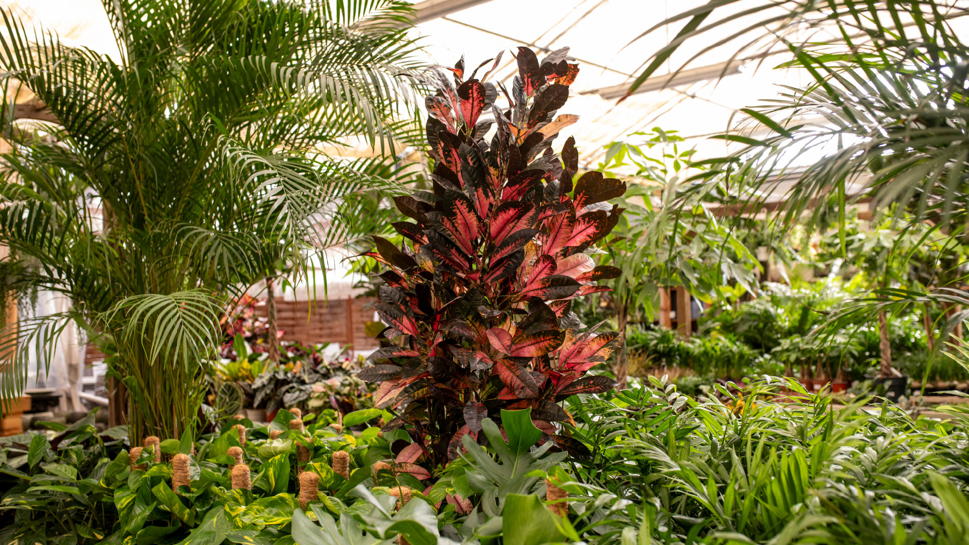 Plantes 3