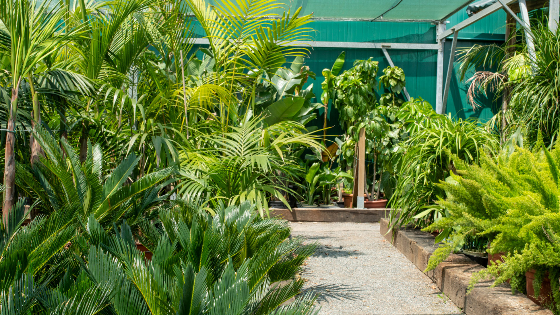 Plantes 5