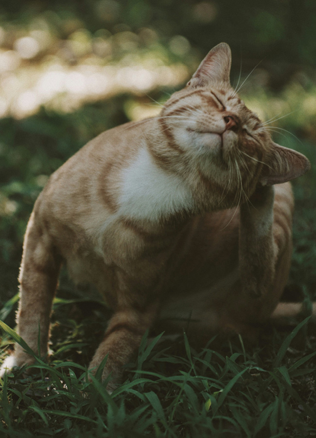 Animals 2