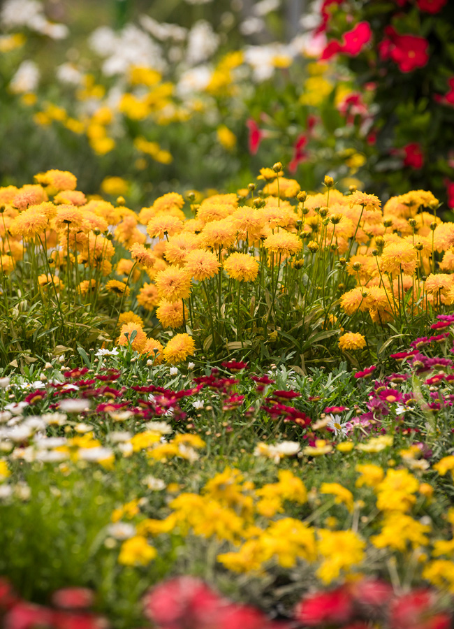Plantes 2