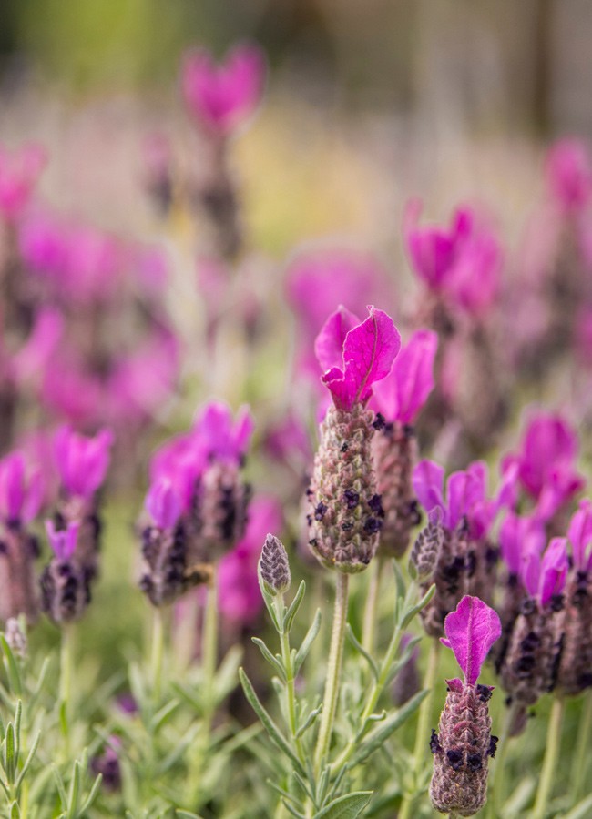 Plantes 4